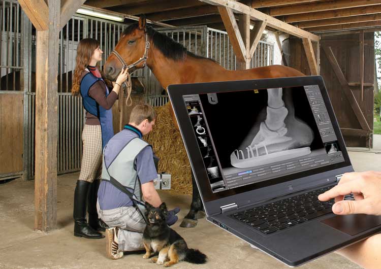 dicomPACS vet - Comprar un software de examen para caballos