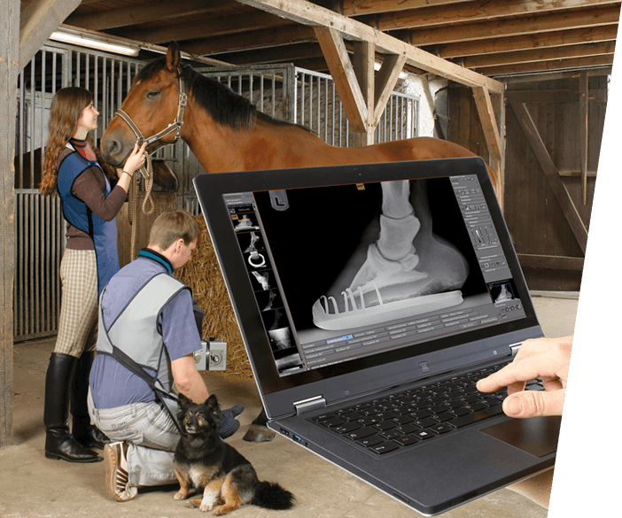 dicomPACS vet - Comprar un software de examen para caballos