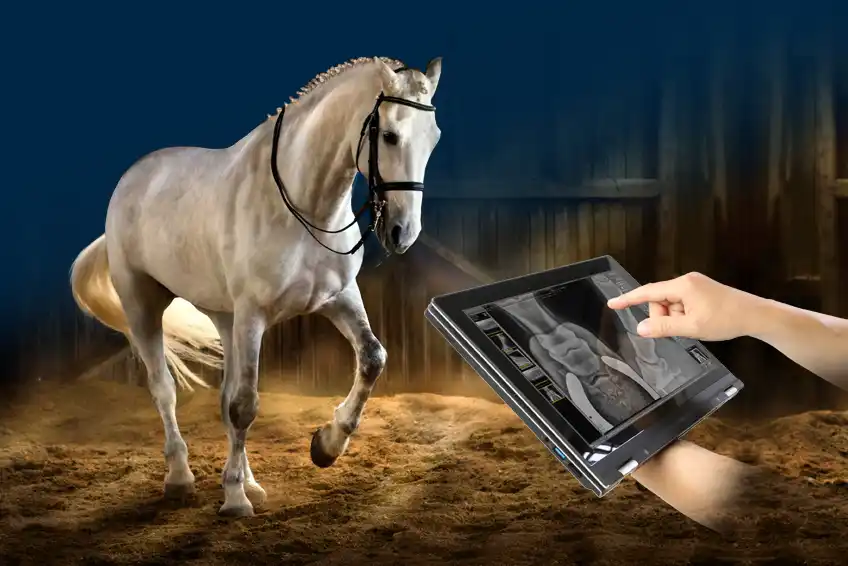 Veterinary X-ray systems and software for equine medicine