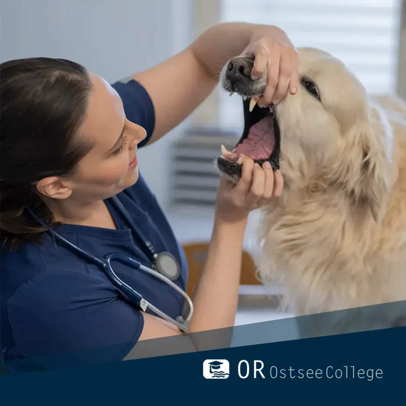 OR OstseeCollege - Zahnröntgen Kleintier