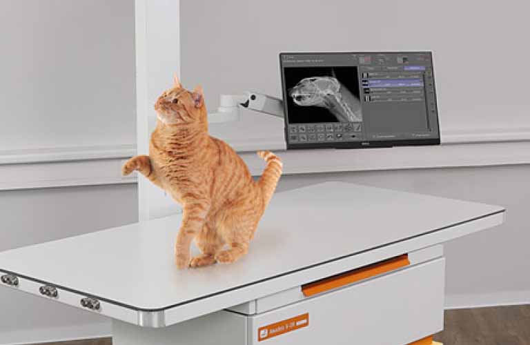 X-ray unit for veterinary medicine - connection to standard socket, no major alterations are necessary