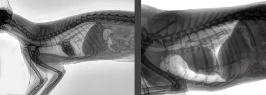 Dynamic X-ray with dicom PACS ® DX-R - Easier assessment of mobile structures