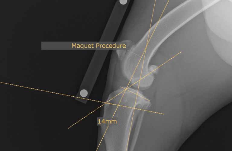  Modified Maquet Procedure (MMP) - The MMP  is a method of measurement for dogs with a cruciate ligament disorder, in which the distance for the placement of the MMP Wedge is determined