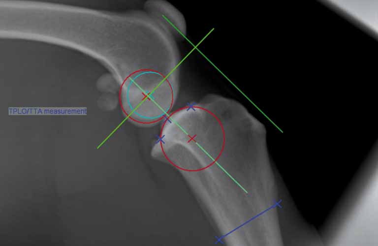 Vermessungshilfe TPLO (Tibial Plateau Leveling Osteotomy) und TTA (Tibial Tuberosity Advancement)