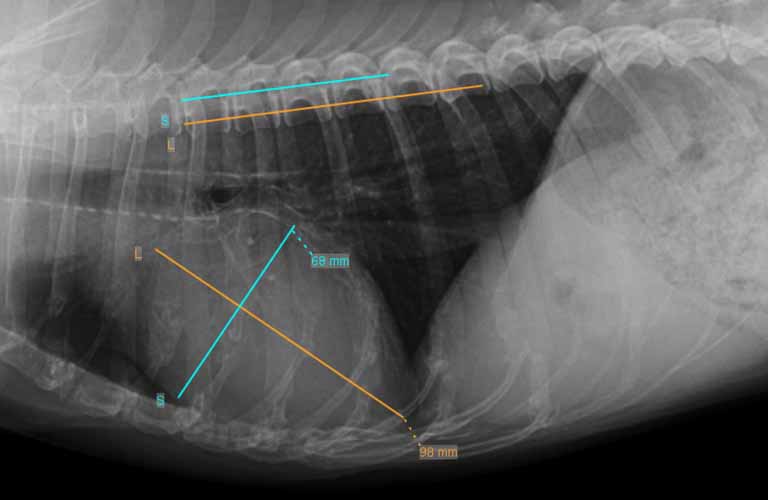 Buchanan‘s Vertebral Heart Score