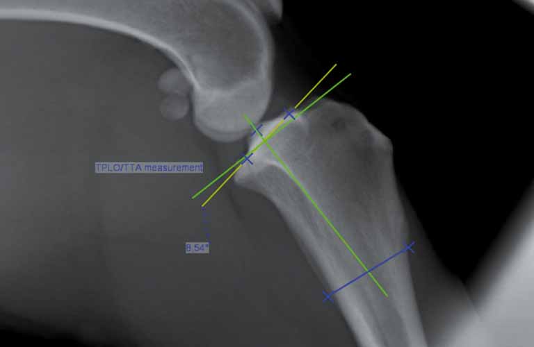 Vermessungshilfe TPLO (Tibial Plateau Leveling Osteotomy) Hiermit wird der bestehende Winkel des Tibiaplateaus beim Hund bestimmt und theoretisch optimiert.