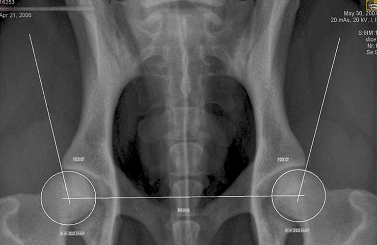 HD-Vermessung-Hip-dysplasia-measurements-of-dog