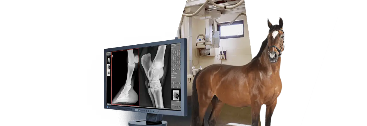 images/Produkte/Medici/vet-kabellos/Slider-Medici-vet-Digital-X-ray-Equine-Large-Animals.webp