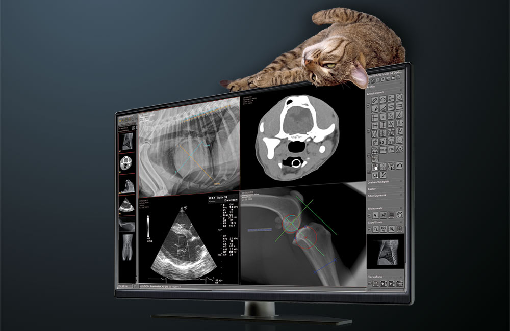 Digital X-ray for veterinary medicine