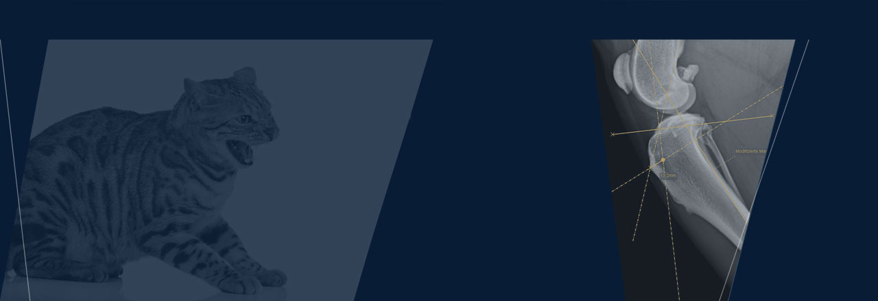 images/Produkte/Pacs/Basis/vet/Slider-dicomPACS-Basis-vet-2.jpg