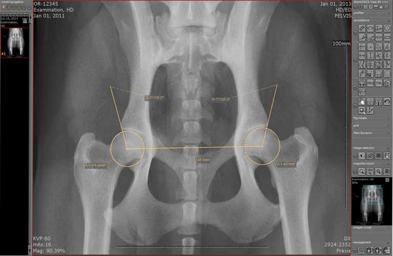 HD measuring technique for dogs