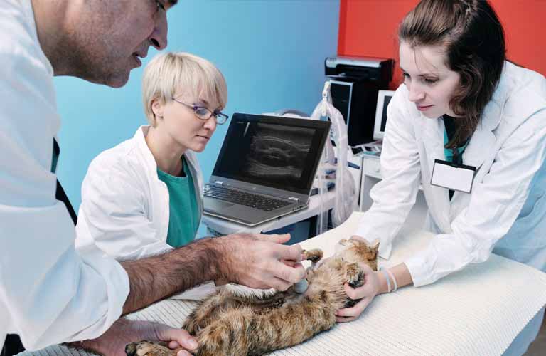 Small mini ultrasound scanners for small animal veterinarians