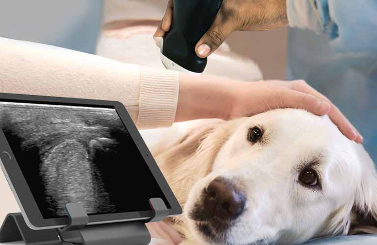 Tragbarer Ultraschallscanner für Hund und Katze