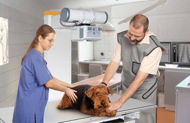 innovative X-ray systems and customized image management (PACS) in equine and small animal veterinary care 