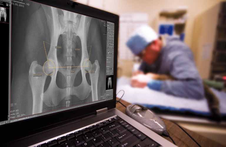 innovative X-ray systems and customized image management (PACS) in equine and small animal veterinary care 