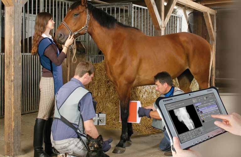 innovative X-ray systems and customized image management (PACS) in equine and small animal veterinary care 