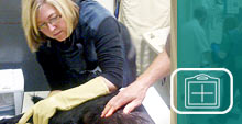 Medici DR system at the Central Nova Animal Hospital